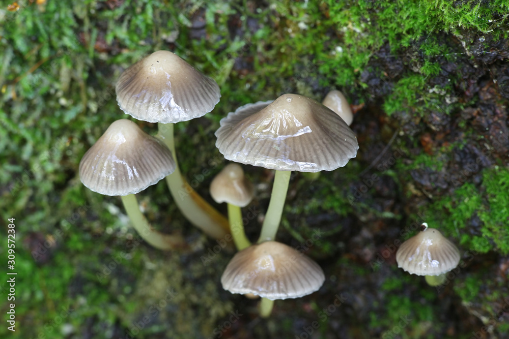 Mycena viscosa or Mycena epipterygia var. viscosa, known as slimy yellowleg bonnet, wild mushroom from Finland Mycena viscosa or Mycena epipterygia var. viscosa, known as slimy yellowleg bonnet, wild mushroom from Finland