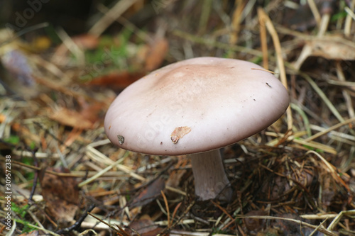 Lepista nuda, known as the Wood Blewit, wild mushroom from Finland photo