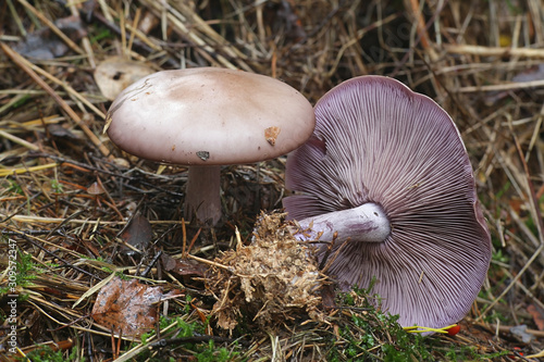Lepista nuda, known as the Wood Blewit, wild mushroom from Finland photo