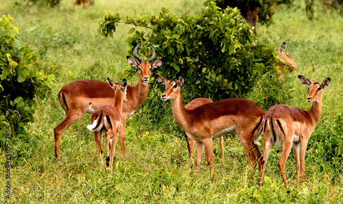 Fototapeta Naklejka Na Ścianę i Meble -   group of antilope among the green grass 