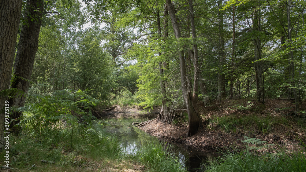 Obraz premium fem in underwood of a forest