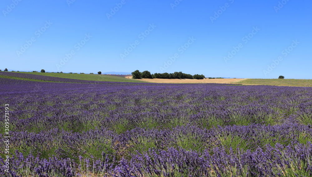 Fototapeta premium Champ de lavande du plateau de Valensole