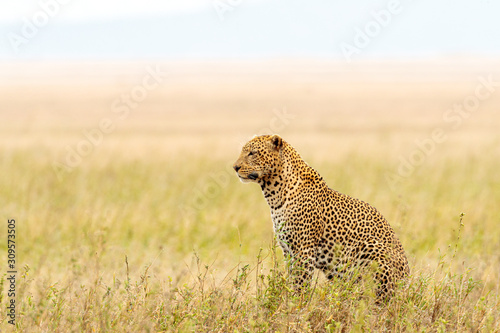 Closeup shot of a beautiful African leopard in the Serengeti national park in Tanzania