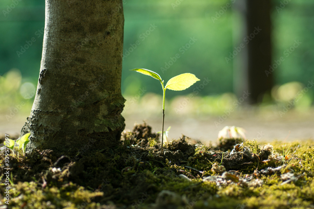 芽生え Stock 写真 | Adobe Stock