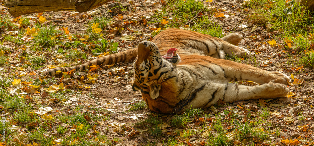 tiger laying on back yawning tiger laying on back yawning