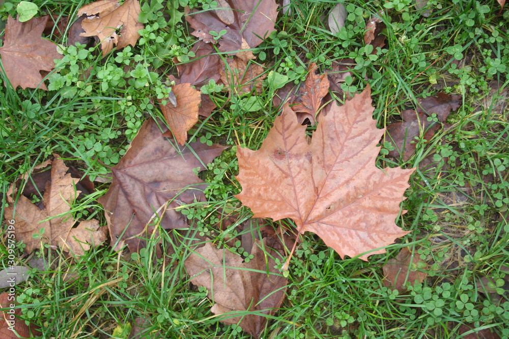 Brown dry fallen Maple leaves on green grass covered by rain on autumn season. Autumn background Brown dry fallen Maple leaves on green grass covered by rain on autumn season. Autumn background