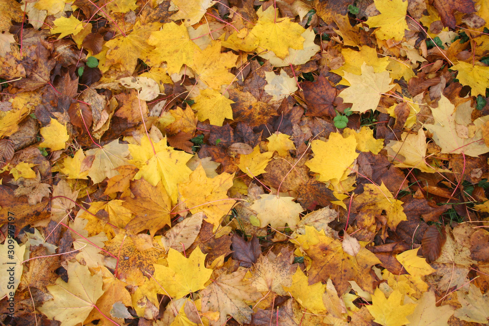 Autumn foliage background. Fallen yellow and brown Maple tree leaves