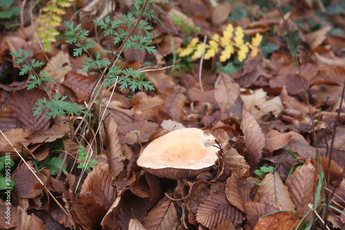Autumnal background. Brown dry leaves and white mushroom in the forest on selective focus