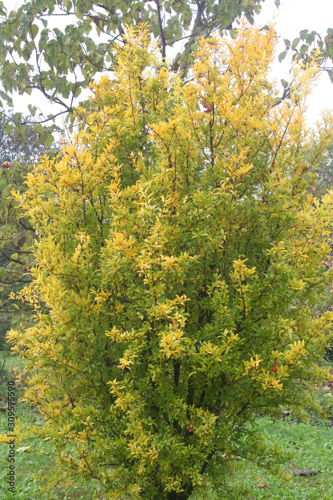 Pomegranate tree with beautiful yellow leaves in autumn. Punica granatum in autumn in the garden Pomegranate tree with beautiful yellow leaves in autumn. Punica granatum in autumn in the garden