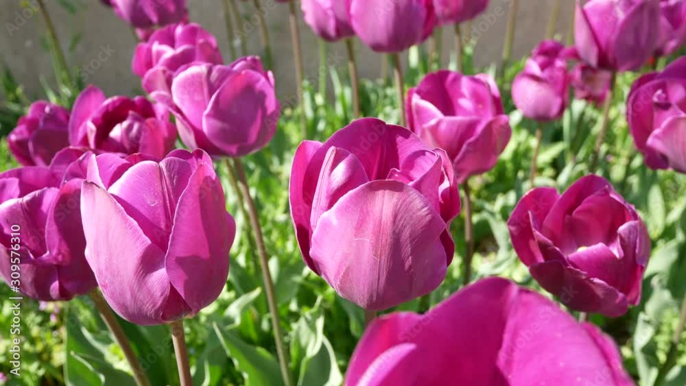 Beautiful tulips flowers bloom in spring garden Beautiful tulips flowers bloom in spring garden