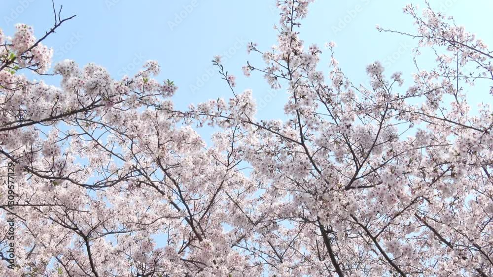 満開の桜と青空 ティルト 4K / Tilt shot of cherry blossoms 満開の桜と青空 ティルト 4K / Tilt shot of cherry blossoms