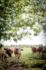 Crédence de cuisine  Cows in Gotland, Sweden  © Tuukka