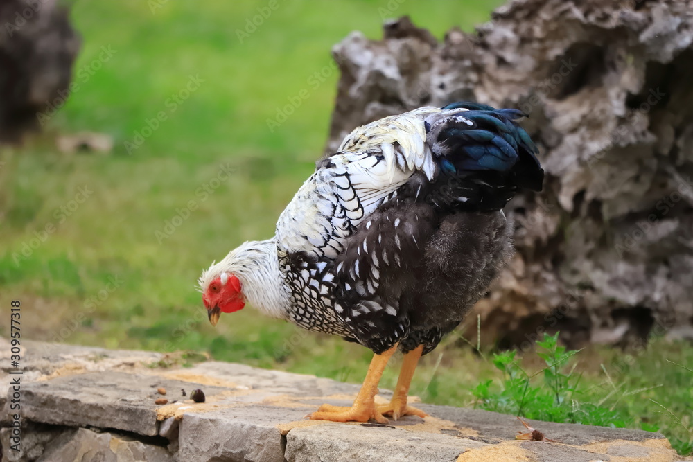 Obraz premium Black-and-white chicken walks around the yard, close-up