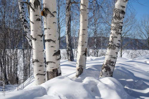 birch trees in winter