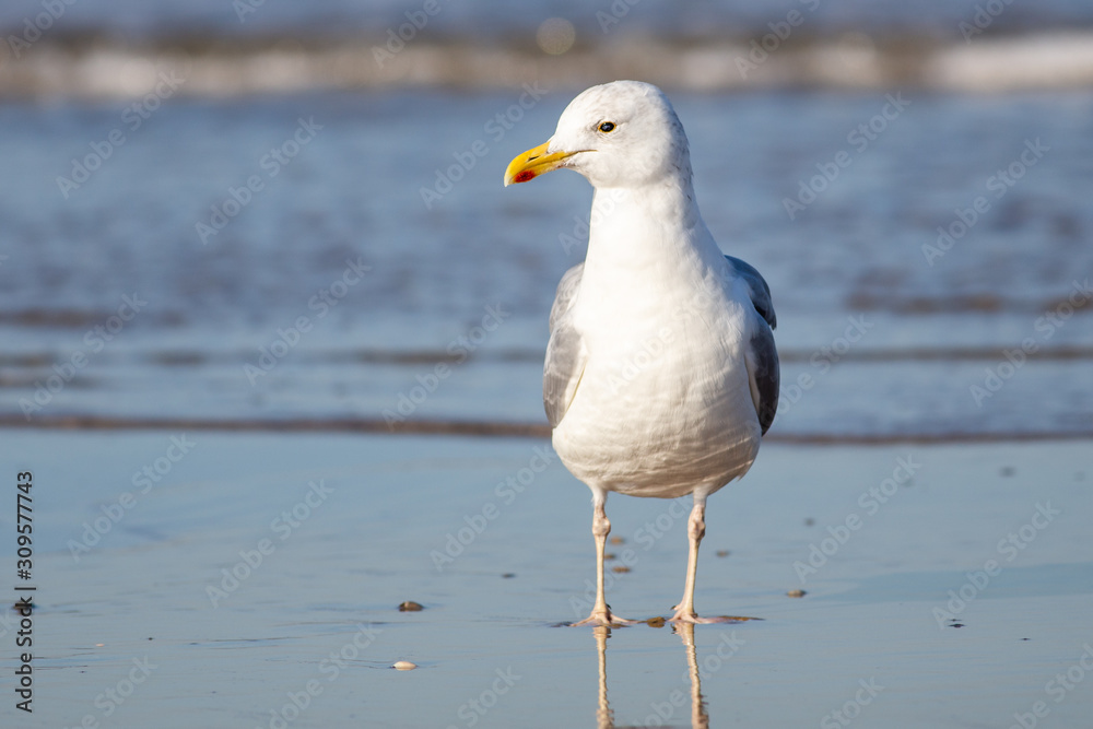 Fototapeta premium Gull standing on the beach