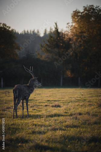 Oh deer © Johannes