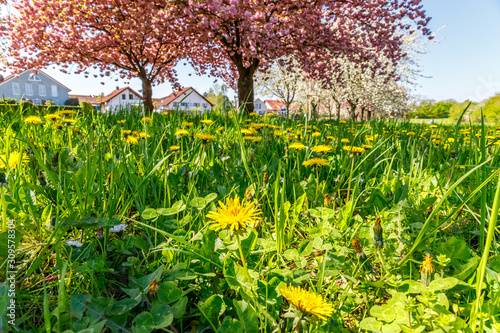 Fototapeta Naklejka Na Ścianę i Meble -  Spring in German village. Yellow Dandelion glade on pink cherry blossoming trees and white houses background, low angle view