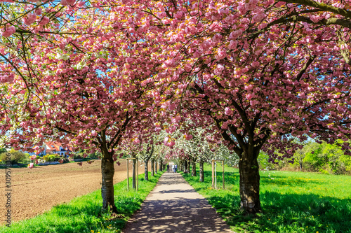 Wonderful scenic rows of blossoming cherry sakura trees and green lawn in spring  Germany. White flowers of cherry tree. Sakura Cherry blossoming alley. 