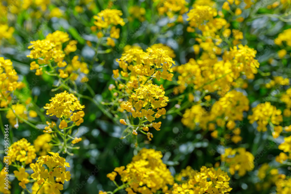 Aurinia saxatilis in spring time. Basket of Gold flowers, close up. Yellow golden-tuft madwort or rock madwort blossom in garden. Aurinia saxatilis in spring time. Basket of Gold flowers, close up. Yellow golden-tuft madwort or rock madwort blossom in garden.