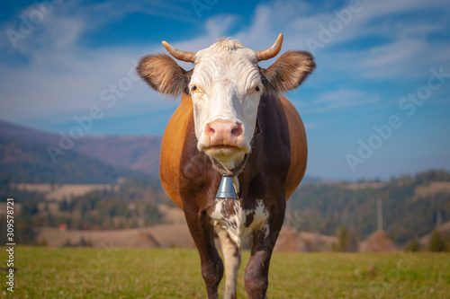 Brown cow with white head, standing on a mountain pasture at sunny morning, looking at camera.