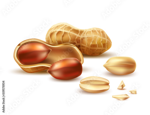 Vector realistic peanut in nutshell, kernel, shell