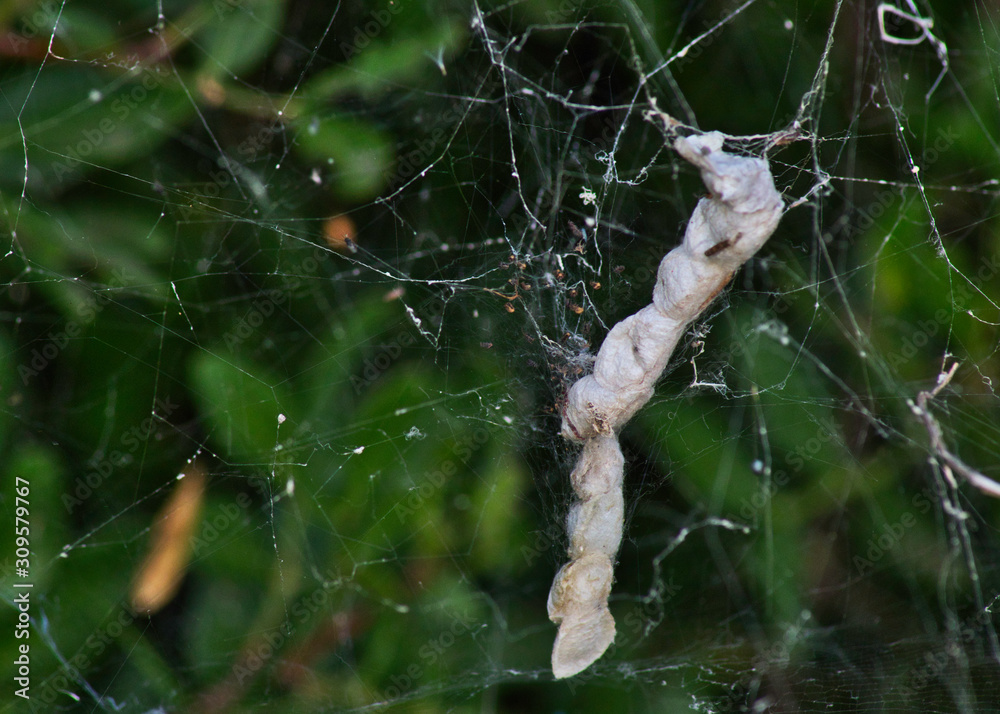 spider on web