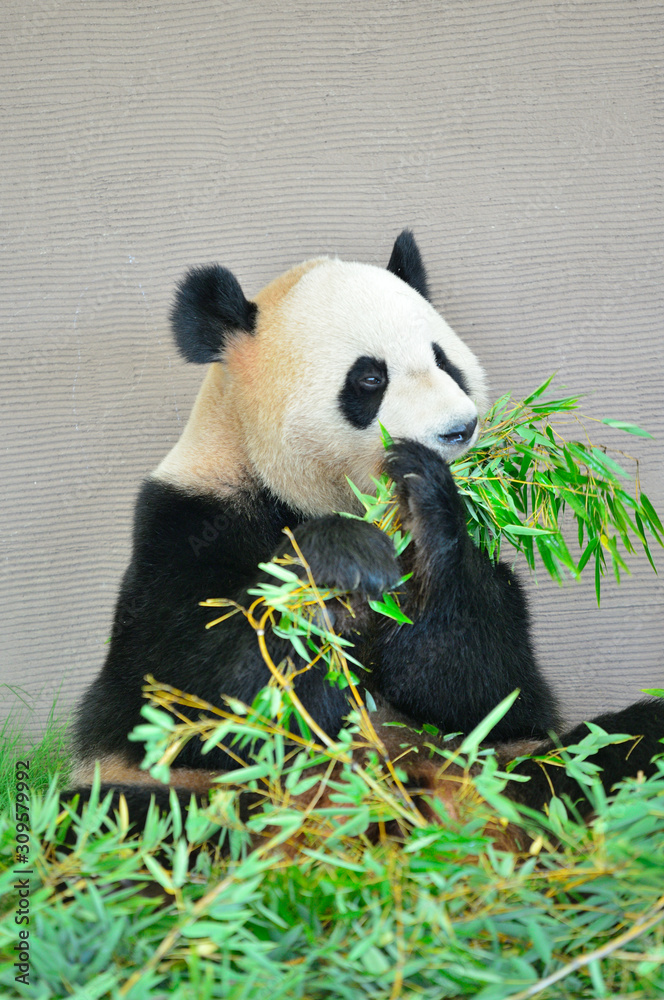 竹と笹の葉を食べるパンダ Stock 写真 | Adobe Stock