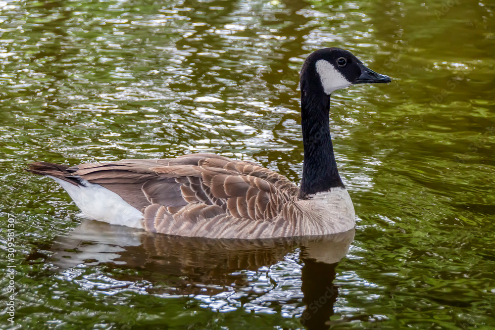 Kanadagans in einem grünen Teich schwimmend von der Seite Kanadagans in einem grünen Teich schwimmend von der Seite