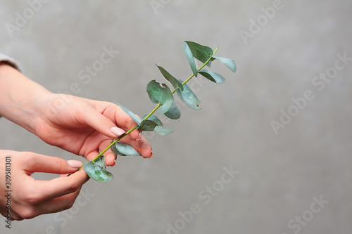 Fototapeta Naklejka Na Ścianę i Meble -  Female hands close-up holding a branch of eucalyptus. Photo without faces, only hands. The concept of floristry and decoration with their own hands for the holidays. New year or Christmas.