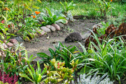 Hedgehog (Erinaceus europaeus) walking through flowerbeds in backyard, Brandenburg, Germany photo