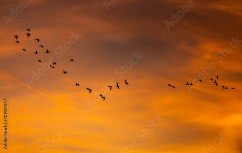 Flock of geese flying in migration through a golden sunset over a rural landscape and countryside with trees silhouetted