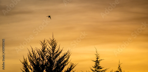 Bird flying in a golden sunset over a rural landscape and countryside with trees silhouetted