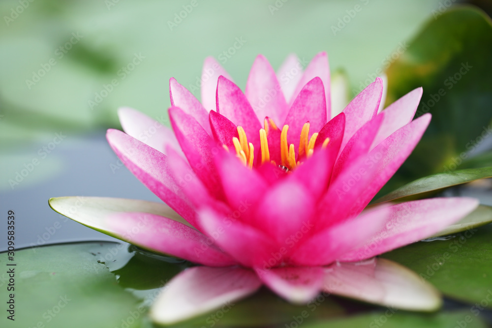 close up of beautiful blooming lotus flower close up of beautiful blooming lotus flower