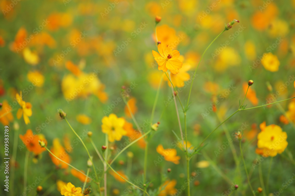 close up of beautiful yellow cosmos flower