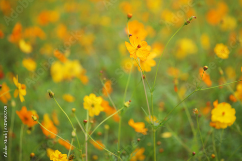 close up of beautiful yellow cosmos flower