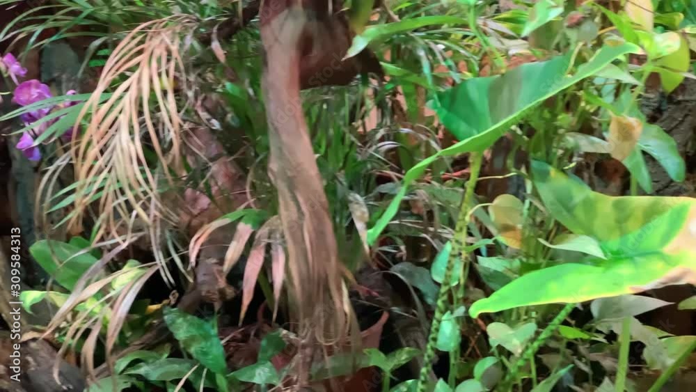 Dense thickets of plants in the impassable jungle