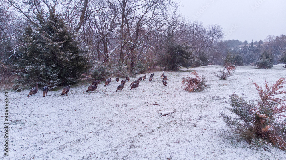 Turkeys in freshly fallen snow in autumn at a rural countryside pond lined with trees Turkeys in freshly fallen snow in autumn at a rural countryside pond lined with trees