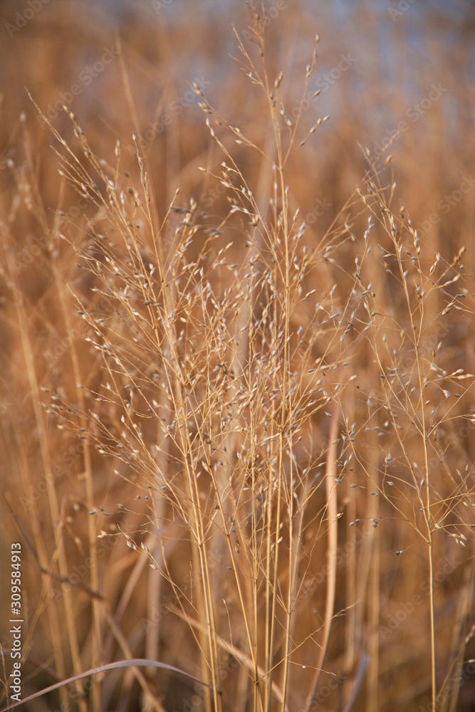 Close up on reeds in marshland in bloom Close up on reeds in marshland in bloom