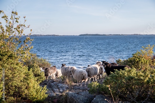 Sheep in Aland Islands