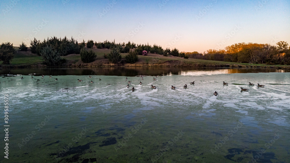 Ducks and geese sitting in a countryside pond at sunset in Nebraska