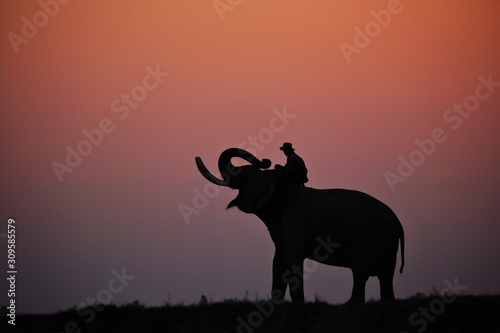 Silhouette Elephant sunrise. Mahout riding an elephant on the sunrise.
