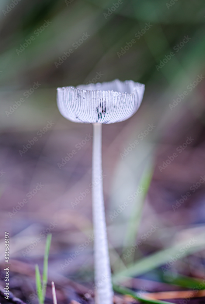 Mushroom in the forest Mushroom in the forest