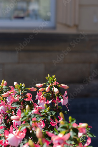 Fototapeta Naklejka Na Ścianę i Meble -  colorful summer flowers