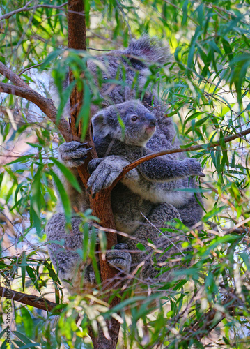 Fototapeta Naklejka Na Ścianę i Meble -  A mother koala with a baby joey in the pouch on a eucalyptus gum tree in Australia