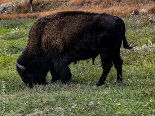 Fényképezés American Bison grazing on the prairie at Custer State Park