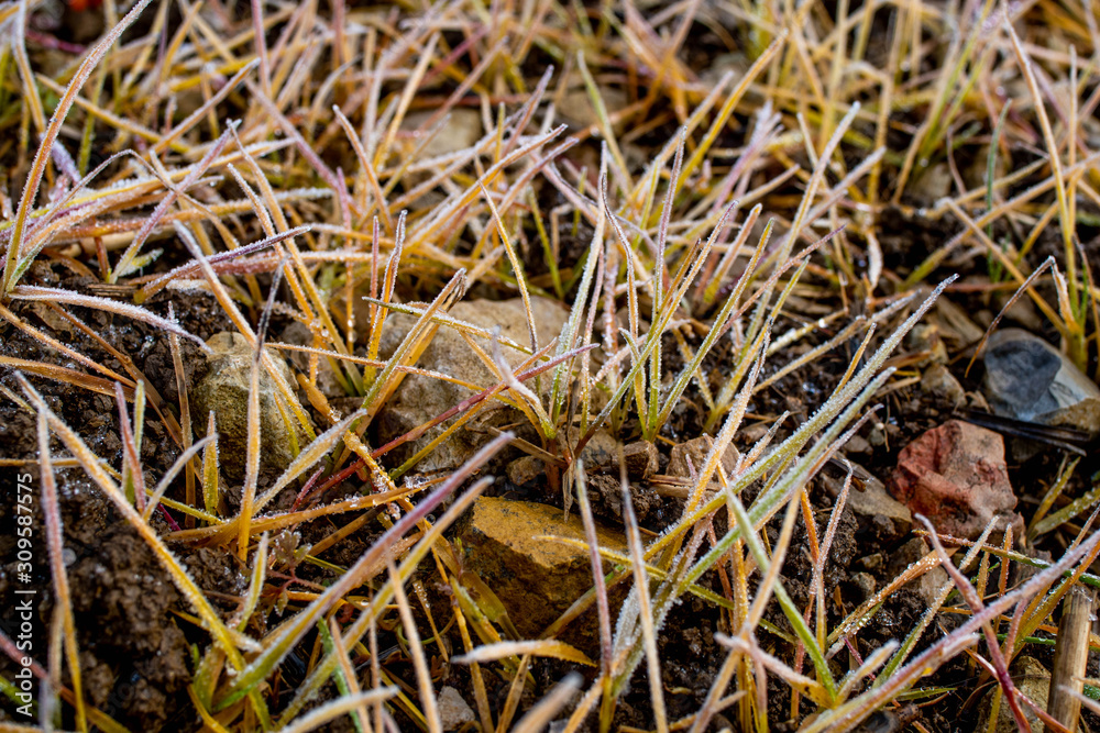 macro of grass with snow macro of grass with snow