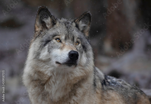 Timber wolf portrait © Jim Cumming