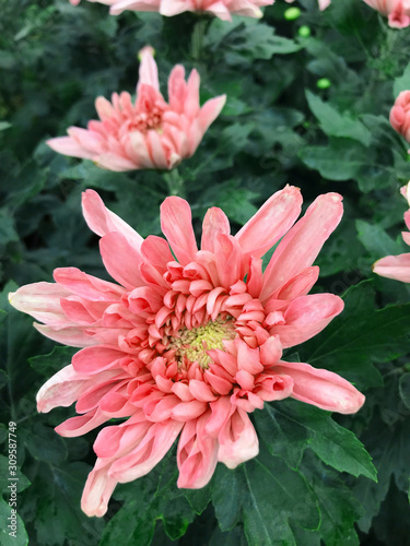 Pink Chrysanthemum flowers with green leaves in botanical garden with selective focus