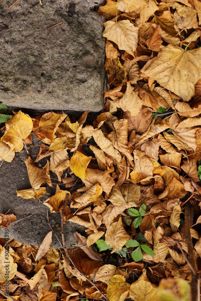 autumn yellowed leaf stairs nature autumn yellowed leaf stairs nature