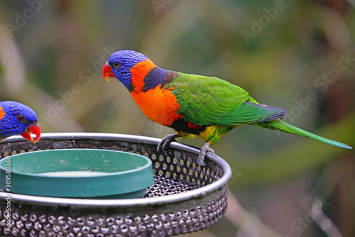 View of two colorful lorikeet birds in Melbourne, Australia photo